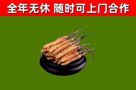 石景山回收冬虫夏草